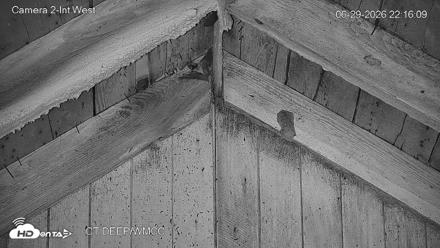 Connecticut Live Bat Webcams - Jun 29, 2026, 10:16pm EDT