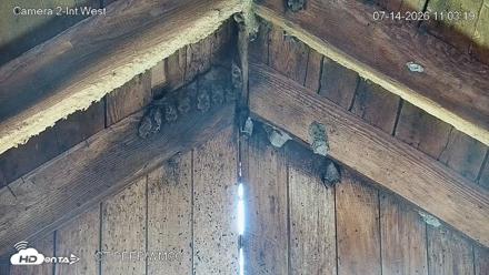 Connecticut Live Bat Webcams - Jul 14, 2026, 11:03am EDT