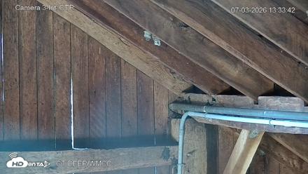 Connecticut Live Bat Webcams - Jul 3, 2026, 1:33pm EDT