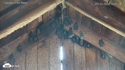 Connecticut Live Bat Webcams - Jul 15, 2026, 2:21pm EDT