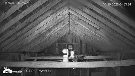 Connecticut Live Bat Webcams - May 19, 2026, 4:53am EDT