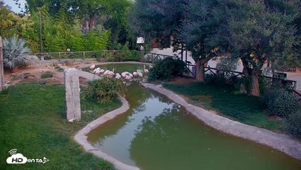 Reid Park Zoo Flamingos Live Webcam - May 20, 2026, 5:14am MST