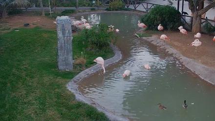 Reid Park Zoo Flamingos Live Webcam - Nov 24, 2025, 4:48pm MST