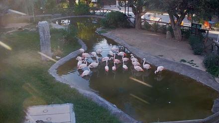 Reid Park Zoo Flamingos Live Webcam - Oct 21, 2025, 4:34pm MST