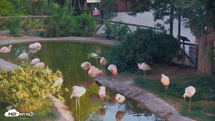 Reid Park Zoo Flamingos Live Webcam - Jun 4, 2026, 6:01am MST