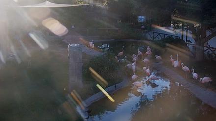 Reid Park Zoo Flamingos Live Webcam - Apr 7, 2026, 5:59pm MST