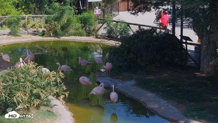 Reid Park Zoo Flamingos Live Webcam - Jun 8, 2026, 8:38am MST