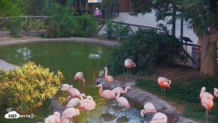 Reid Park Zoo Flamingos Live Webcam - Jun 3, 2026, 5:53am MST