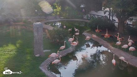 Reid Park Zoo Flamingos Live Webcam - Jul 21, 2026, 6:08pm MST