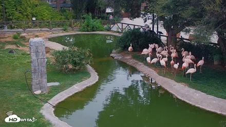 Reid Park Zoo Flamingos Live Webcam - Jul 16, 2026, 8:00am MST