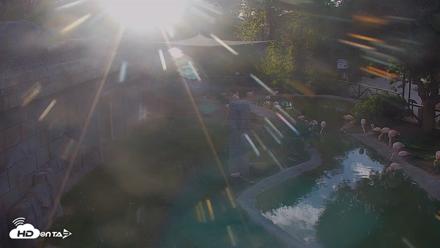 Reid Park Zoo Flamingos Live Webcam - Apr 25, 2026, 6:21pm MST