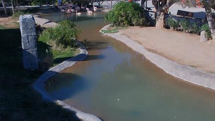 Reid Park Zoo Flamingos Live Webcam - Dec 10, 2025, 12:46pm MST