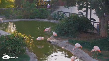 Reid Park Zoo Flamingos Live Webcam - May 26, 2026, 6:47pm MST