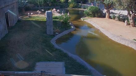 Reid Park Zoo Flamingos Live Webcam - Nov 3, 2025, 2:57pm MST