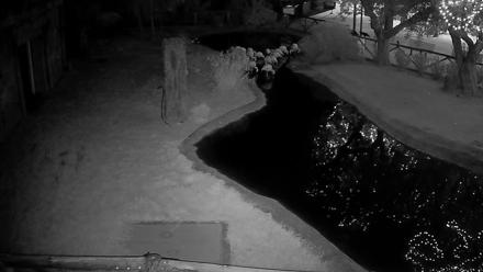 Reid Park Zoo Flamingos Live Webcam - Oct 28, 2025, 6:57pm MST