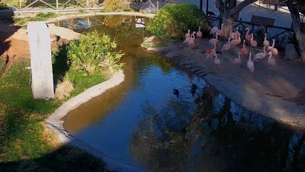 Reid Park Zoo Flamingos Live Webcam - Jan 17, 2026, 8:51am MST