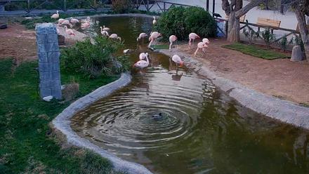 Reid Park Zoo Flamingos Live Webcam - Feb 11, 2026, 4:40pm MST