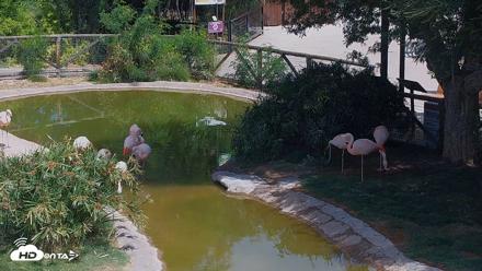 Reid Park Zoo Flamingos Live Webcam - Jun 4, 2026, 10:03am MST