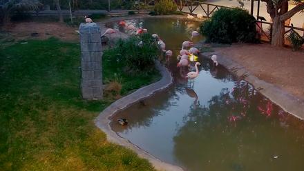 Reid Park Zoo Flamingos Live Webcam - Nov 26, 2025, 5:35pm MST