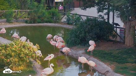 Reid Park Zoo Flamingos Live Webcam - Jun 4, 2026, 5:56am MST