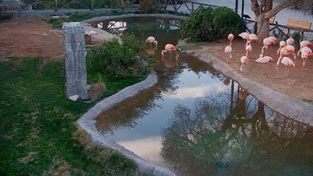 Reid Park Zoo Flamingos Live Webcam - Feb 7, 2026, 5:28pm MST