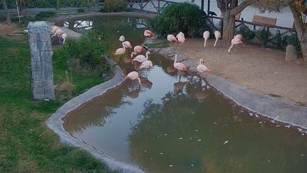 Reid Park Zoo Flamingos Live Webcam - Dec 8, 2025, 4:35pm MST