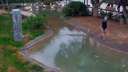 Reid Park Zoo Flamingos Live Webcam - Dec 29, 2025, 9:23am MST
