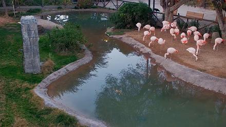Reid Park Zoo Flamingos Live Webcam - Dec 27, 2025, 5:15pm MST
