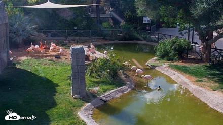 Reid Park Zoo Flamingos Live Webcam - Apr 11, 2026, 4:14pm MST