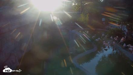 Reid Park Zoo Flamingos Live Webcam - Apr 26, 2026, 6:29pm MST