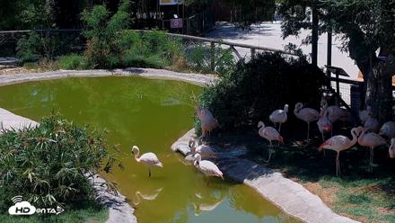Reid Park Zoo Flamingos Live Webcam - May 26, 2026, 1:12pm MST