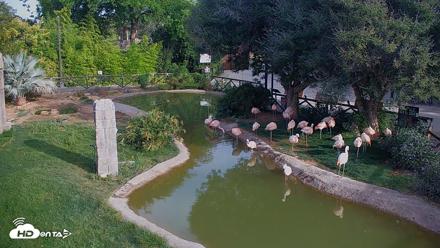 Reid Park Zoo Flamingos Live Webcam - May 20, 2026, 7:13am MST