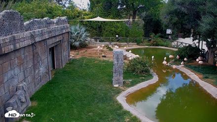 Reid Park Zoo Flamingos Live Webcam - Apr 26, 2026, 11:18am MST