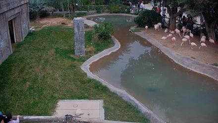 Reid Park Zoo Flamingos Live Webcam - Nov 15, 2025, 3:22pm MST