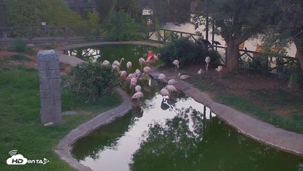 Reid Park Zoo Flamingos Live Webcam - Aug 16, 2026, 7:21pm MST