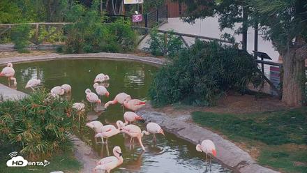 Reid Park Zoo Flamingos Live Webcam - Jun 4, 2026, 5:48am MST