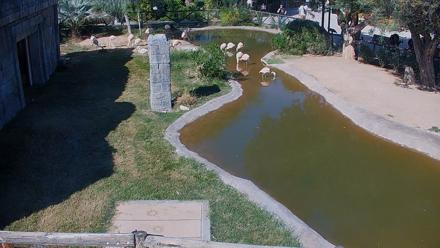 Reid Park Zoo Flamingos Live Webcam - Nov 2, 2025, 11:07am MST