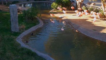 Reid Park Zoo Flamingos Live Webcam - Nov 30, 2025, 3:44pm MST