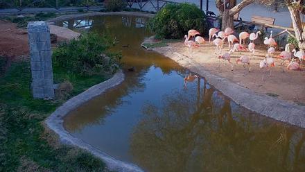 Reid Park Zoo Flamingos Live Webcam - Jan 18, 2026, 4:27pm MST