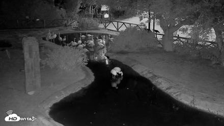 Reid Park Zoo Flamingos Live Webcam - Jun 18, 2026, 9:53pm MST