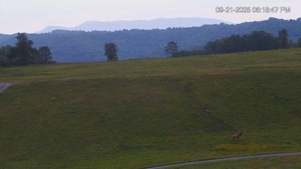 Virginia Elk Live Webcam - Sep 21, 2025, 6:19pm EDT