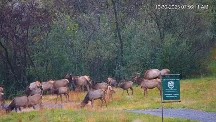 Virginia Elk Live Webcam - Oct 30, 2025, 7:56am EDT