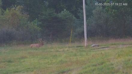 Virginia Elk Live Webcam - Oct 5, 2025, 7:20am EDT
