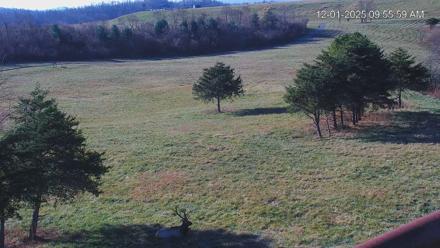 Virginia Elk Live Webcam - Dec 1, 2025, 9:56am EST