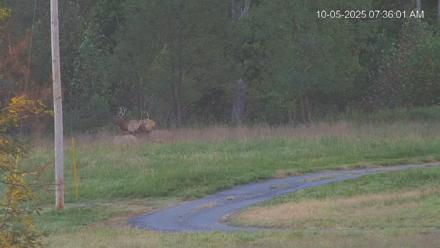 Virginia Elk Live Webcam - Oct 5, 2025, 7:36am EDT