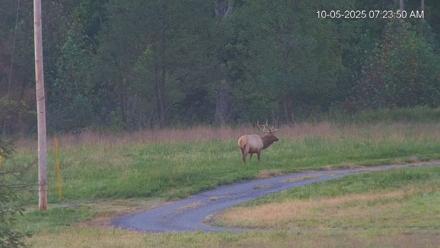 Virginia Elk Live Webcam - Oct 5, 2025, 7:24am EDT