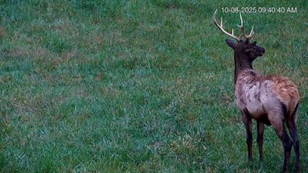 Virginia Elk Live Webcam - Oct 8, 2025, 9:41am EDT