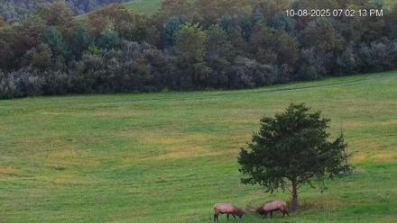 Virginia Elk Live Webcam - Oct 8, 2025, 7:02pm EDT