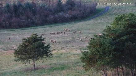 Virginia Elk Live Webcam - Nov 16, 2025, 6:48am EST