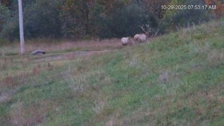 Virginia Elk Live Webcam - Oct 29, 2025, 7:54am EDT